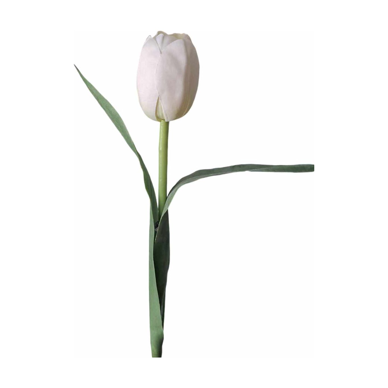 Tulipan