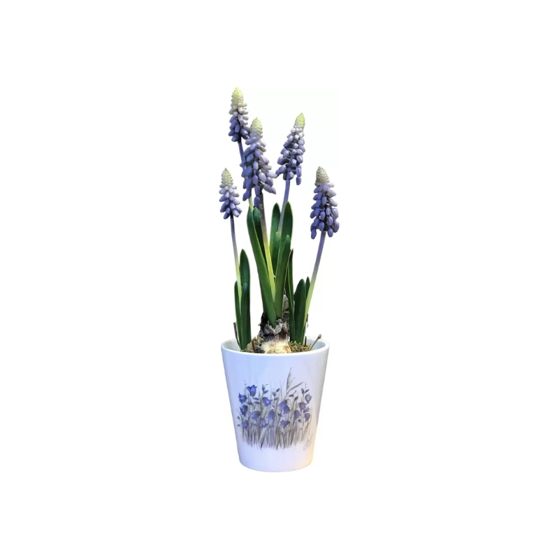 Blomsterpotte - Blåklokke