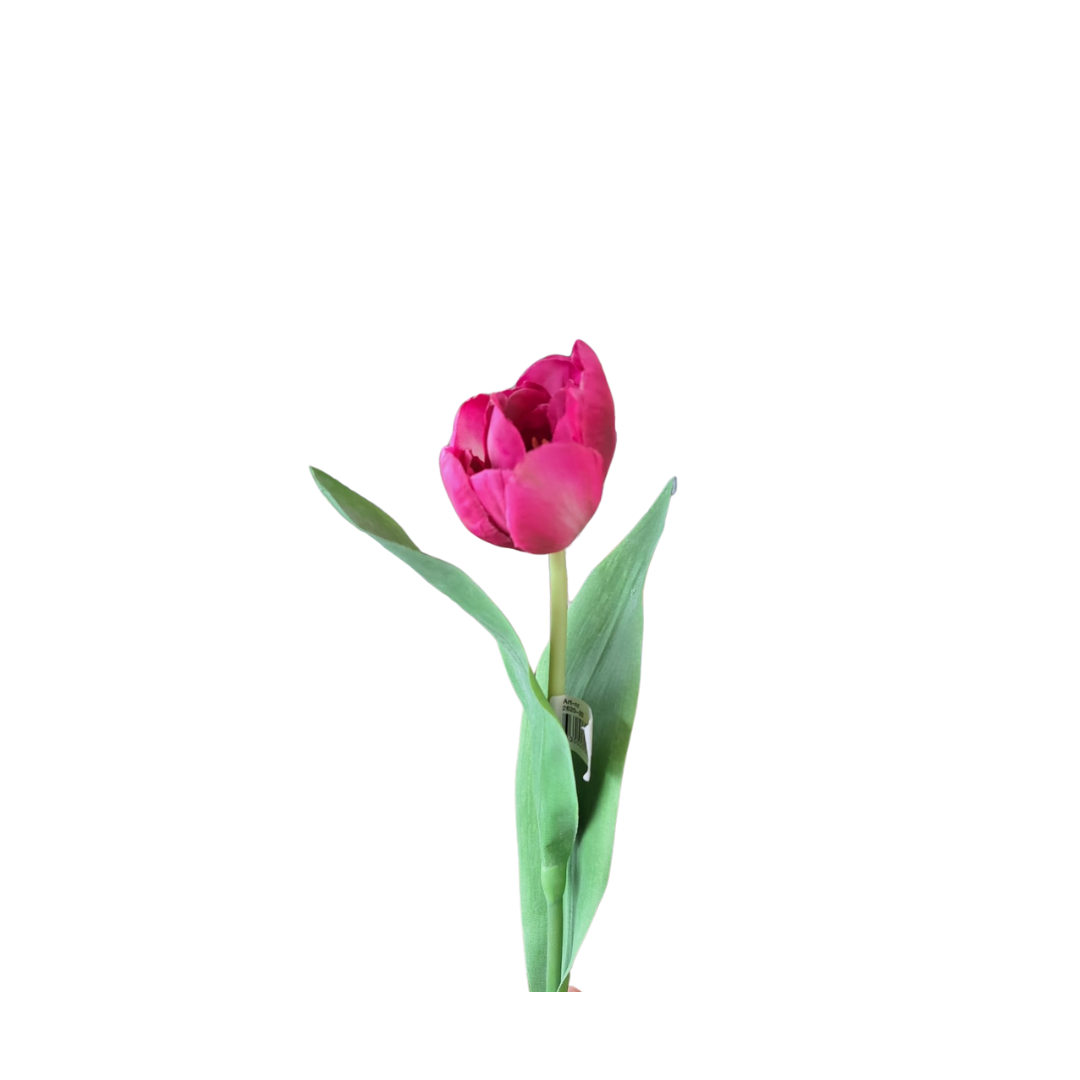 Tulipan