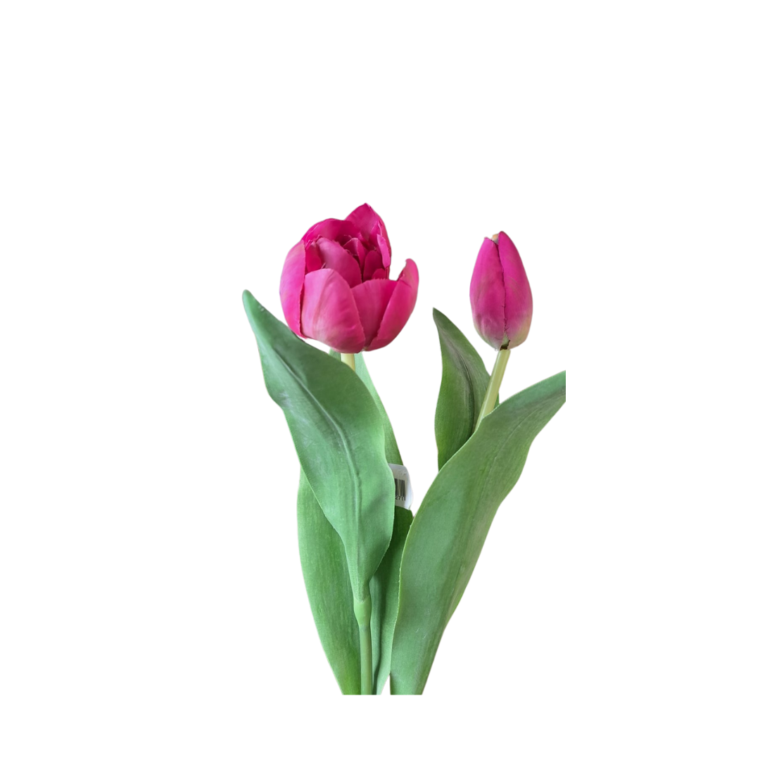 Tulipan