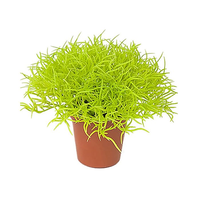 Gras