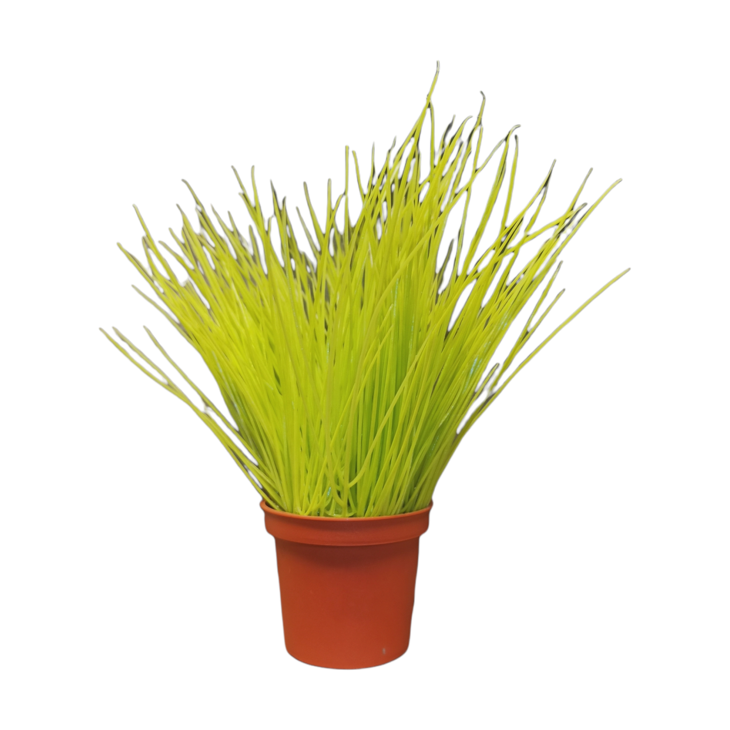 Gras