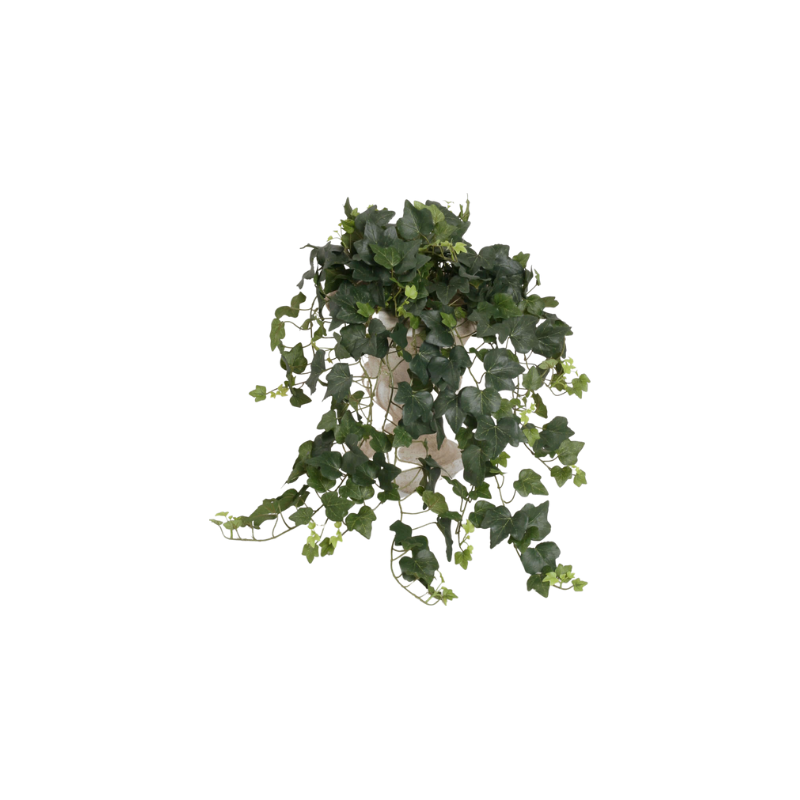 Ivy green