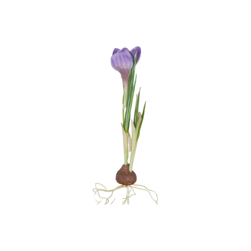 Krokus