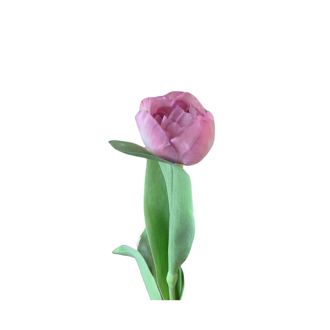 Tulipan