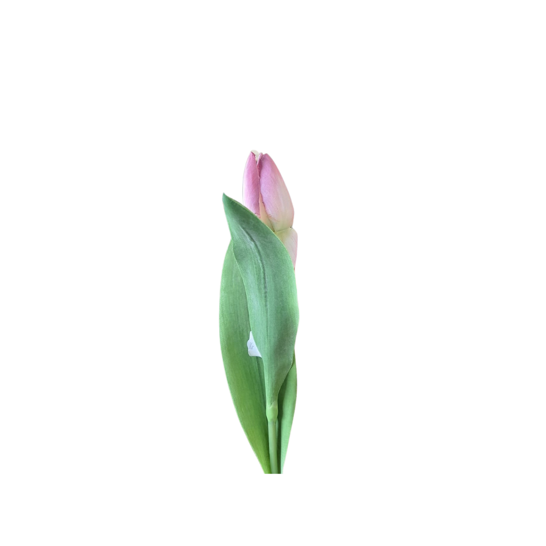 Tulipan