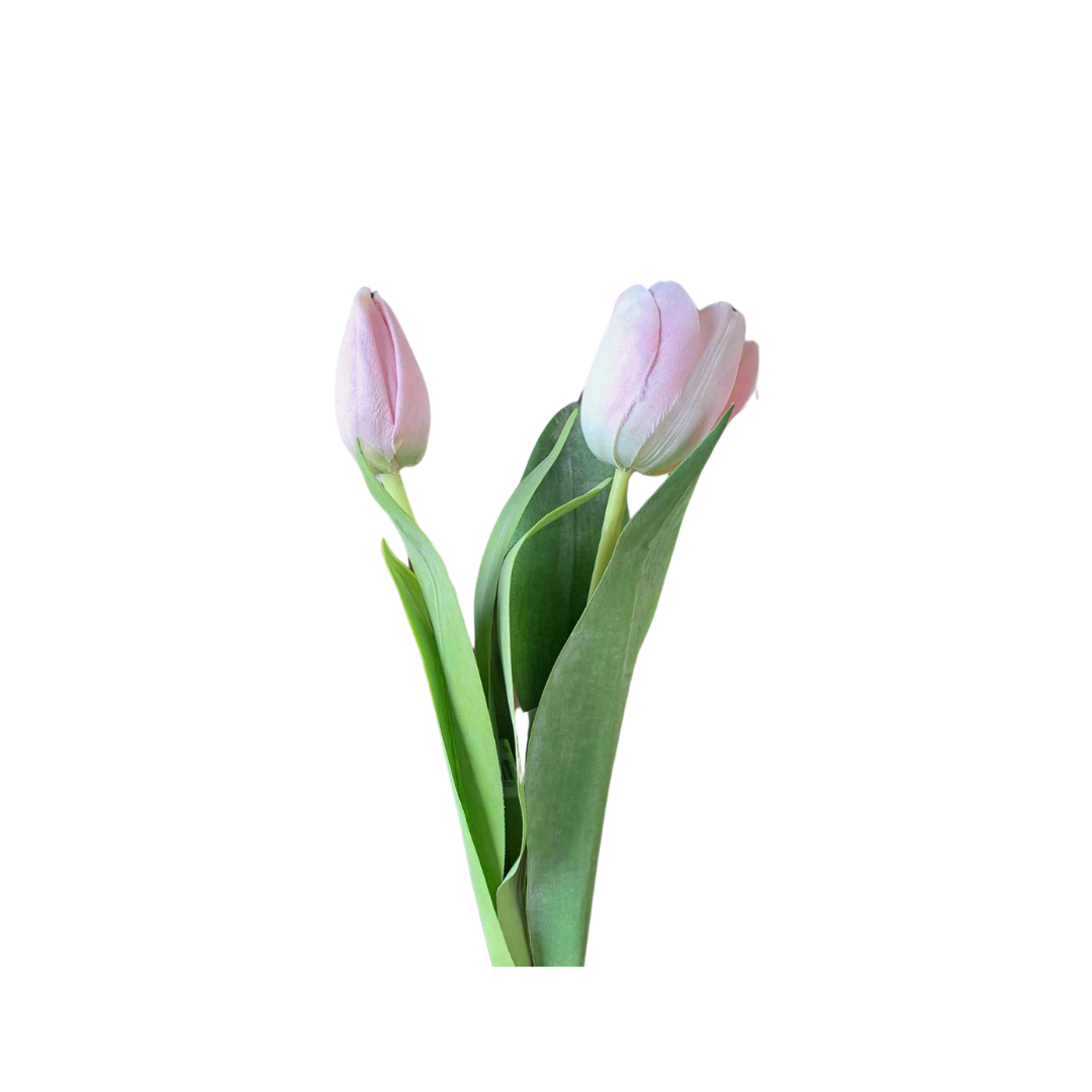 Tulipan