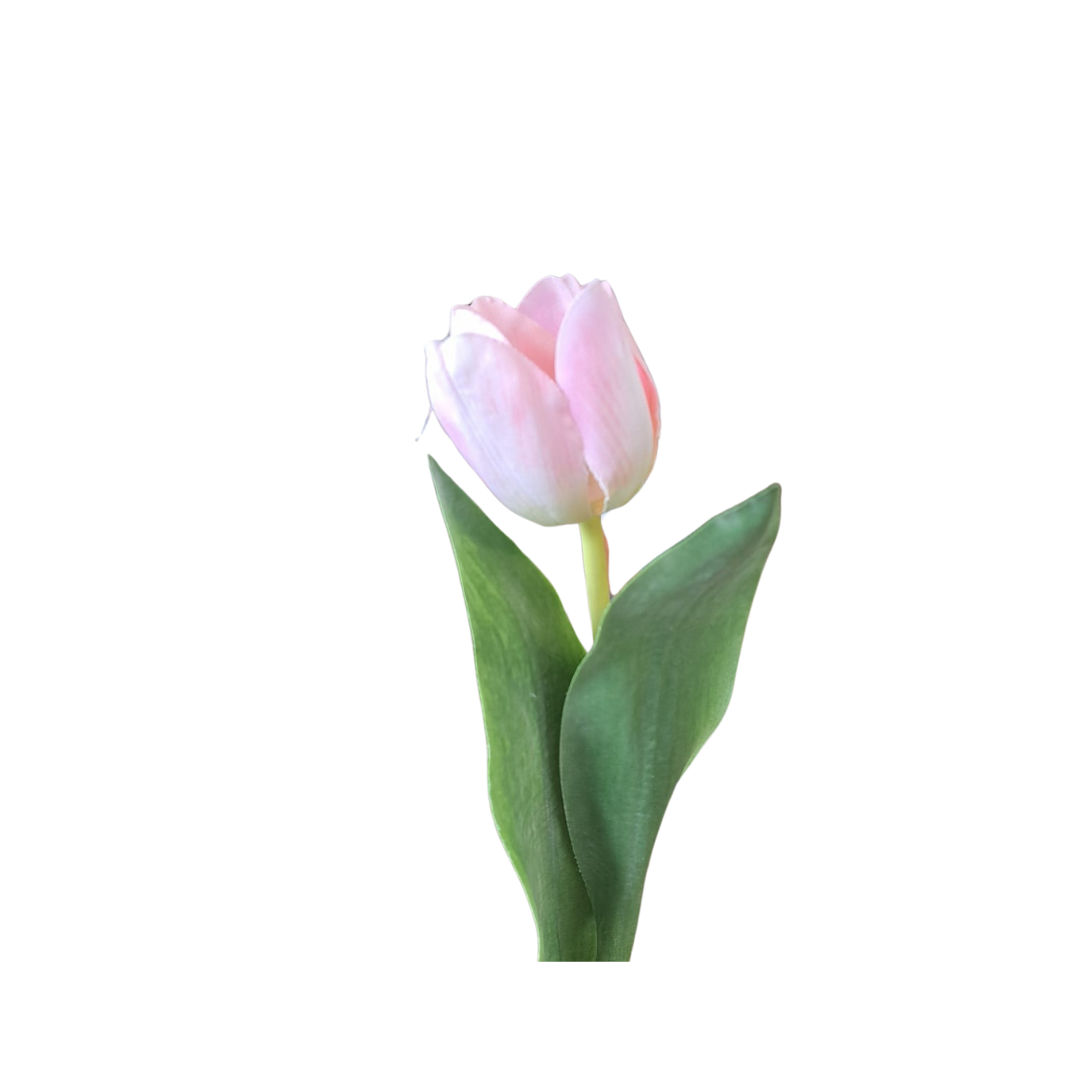 Tulipan