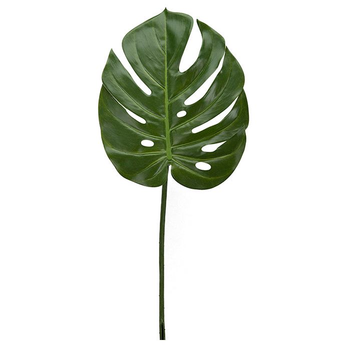 Monstera blad