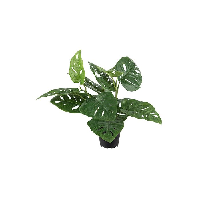 Monstera