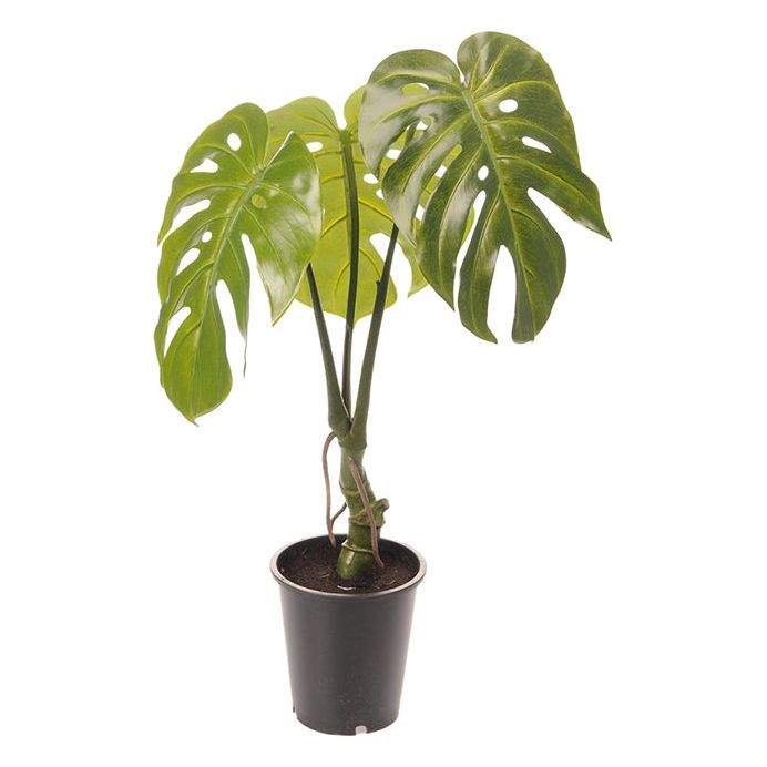 Monstera plante Stor