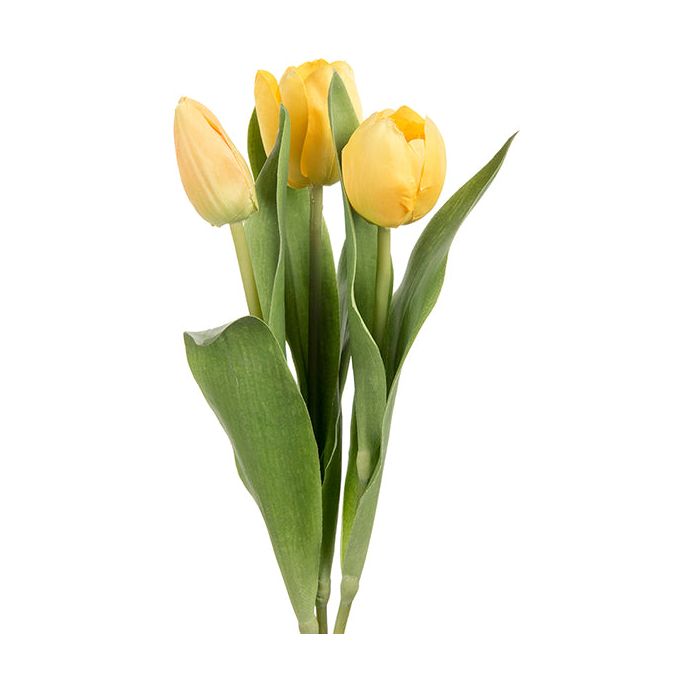 Tulipan