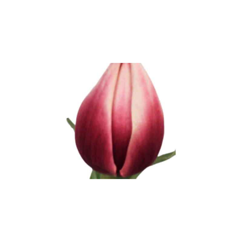 Tulipan