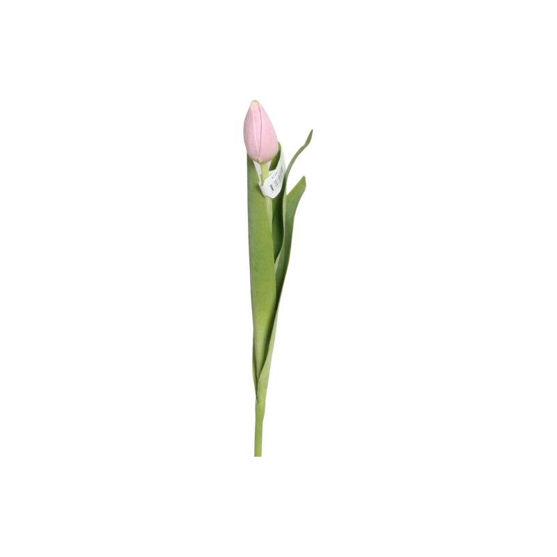 Tulipan