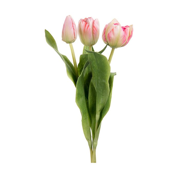 Tulipan