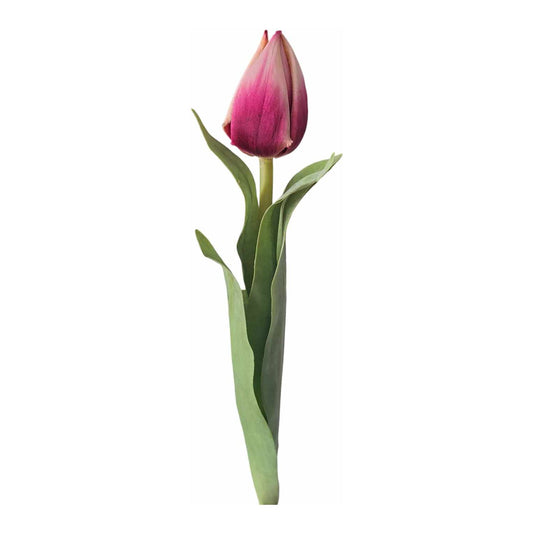 Tulipan