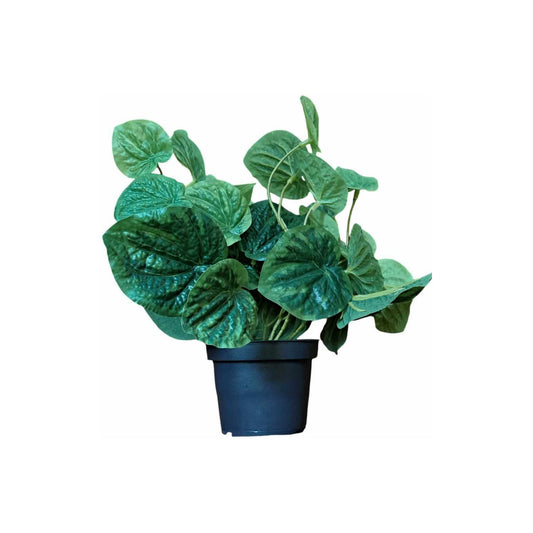 Peperomia i potte