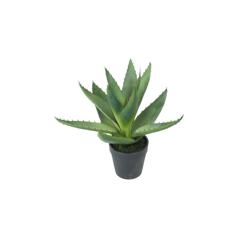 Aloe Vera plante